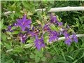 clematis